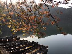 wooden boats under an autumn tree on the lake