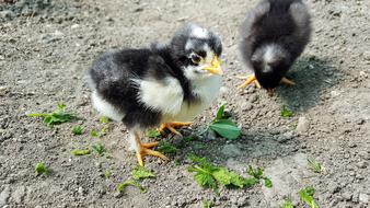 two cute black and white Chickens feeding on ground