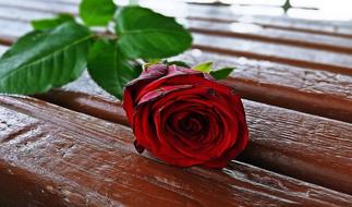 red rose on a wooden bench