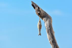 stone fish on a rope on a tree