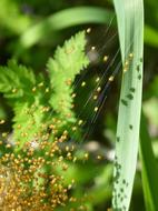 yellow insects on spider webs in plants