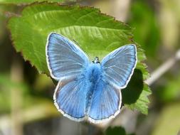 Butterfly Blue Blaveta