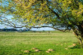Spring Meadow Pasture