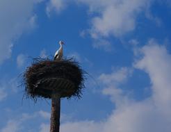 Stork in Nest and sky