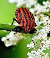 Insect Macro red