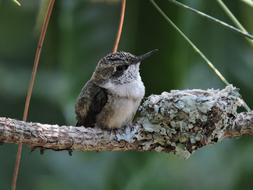 Beautiful, cute and colorful hummingbird, sitting on the branch, at blurred background