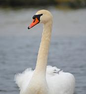 white Swan Water Bird