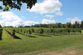 Vineyard Grapes Vine