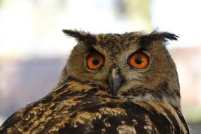 European Eagle Owl Bubo on a blurred background