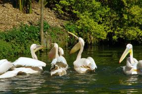 flock of Pelicans on pond in Zoo