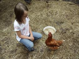 little girl with chicken in the farm yard