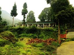 House and green Trees