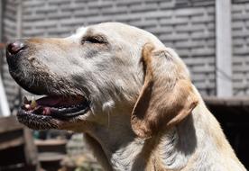 cute charming Dog Animal Labrador