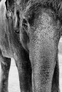 Elephant head Black White