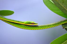 Green Steady