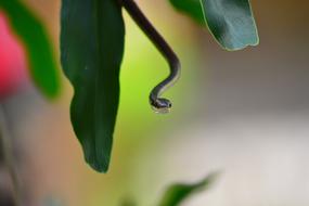 little snake in the tree