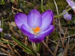 Crocus Spring
