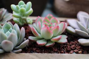 The Fleshy Spring Potted