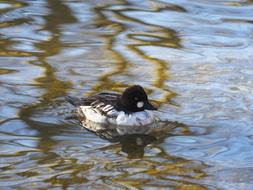 Bucephala Clangula Duck