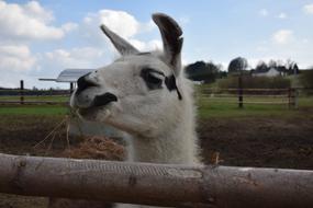 portrait of Lama Animal at Nature