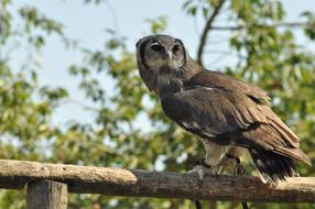 grey Owl in captivity