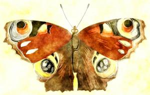 butterfly as a watercolor painting