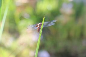 Dragonfly Lake Summer