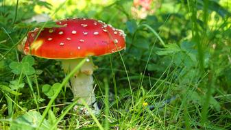 Amanita Kills Fly Fungus