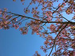 Spring Flowers