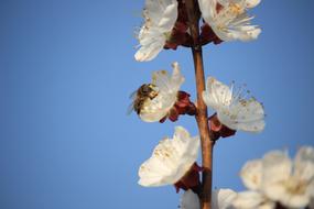 branch with white spring flowers