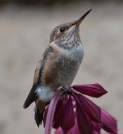 Hummingbird Bird and violet Flower