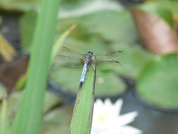 dragonfly on a pond on a blurred background