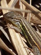 cute lizard on a wooden