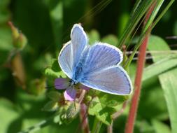Blue Butterfly Blaveta Of The farigola