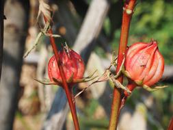 red flower buds in the garden