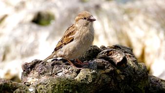 sparrow on a rock in nature on a blurred background