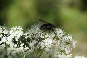 black fly on white inflorescences on a blurred background