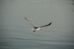 soaring gull over the sea
