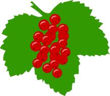 currant berry red ripe fruit