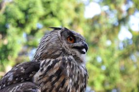 portrait of Eagle Owl Bird