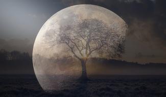 white moon with a black tree