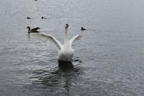 Bird Park water