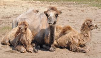 resting cute camels