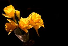Daffodils Yellow Spring Flowers