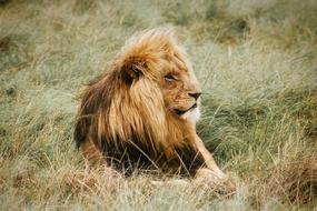 Lion Male Resting in Africa