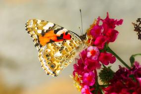 Macro photo of Butterfly Insect wings