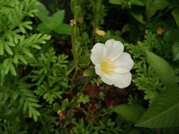Flower Nature White