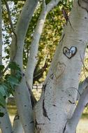 Park Tree