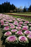Taiwan Mei Feng Flowers And Plants