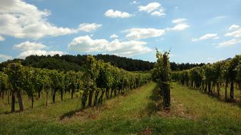 Vineyard Sky Vegetation
